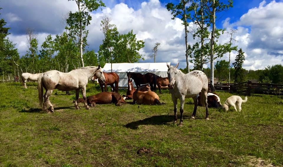 Flying U Ranch Seventy Mile House Bagian luar foto